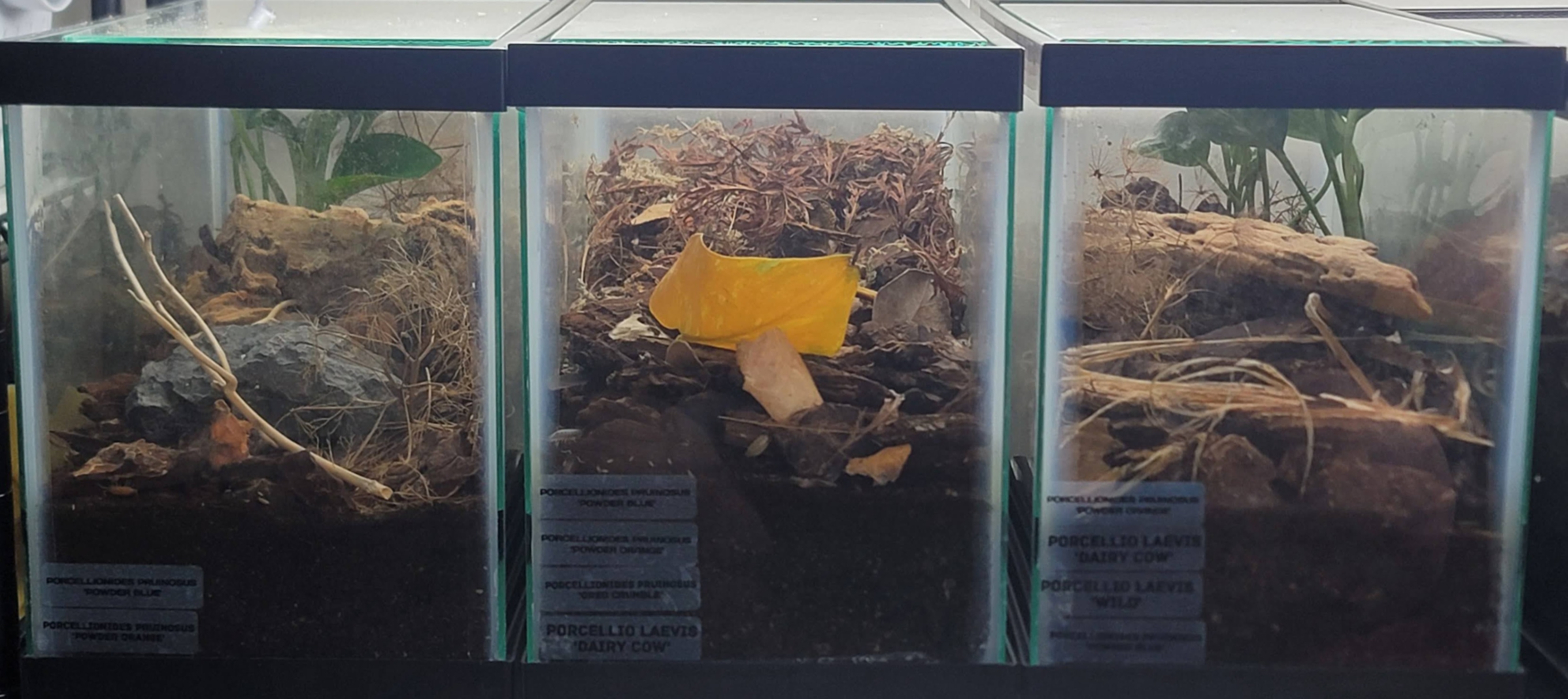 Example of a 2.5 gallon planted isopod terrarium.